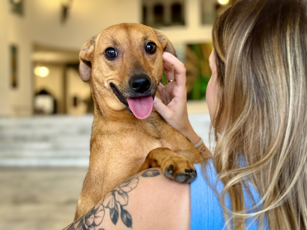 CCJ do Senado aprova PL de guarda compartilhada de animais de estimação ccj-do-senado-aprova-pl-de-guarda-compartilhada-de-animais-de-estimacao