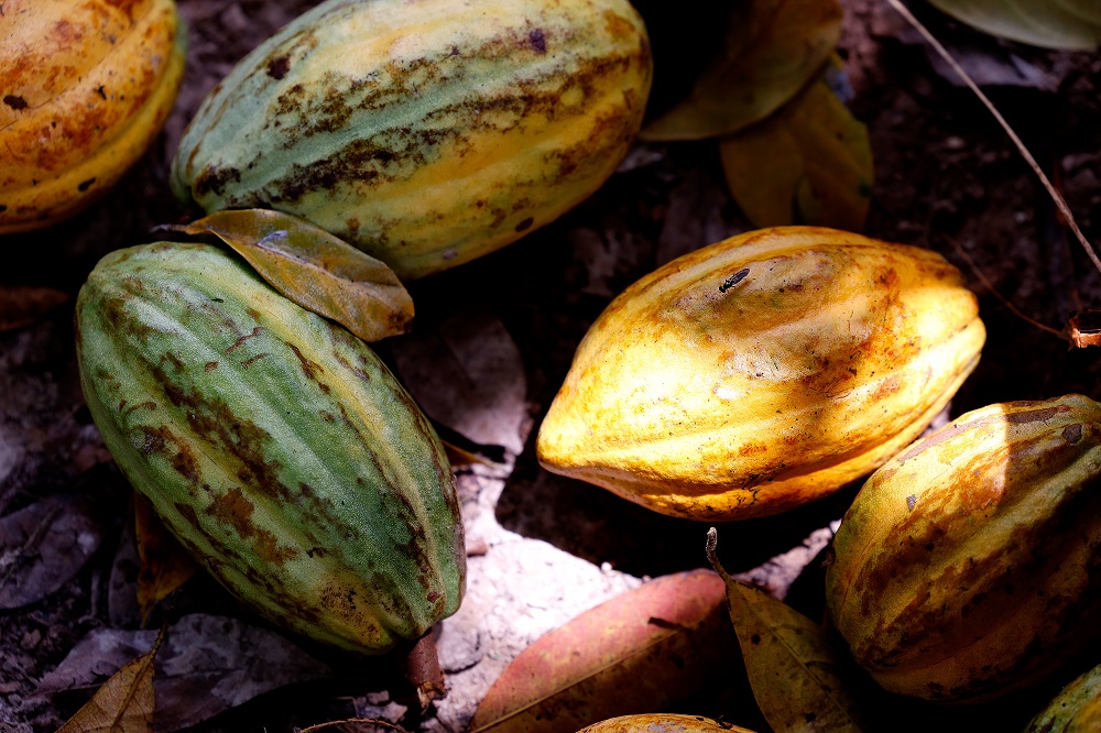 Senado aprova PL que define percentual mínimo de cacau no chocolate senado-aprova-pl-que-define-percentual-minimo-de-cacau-no-chocolate