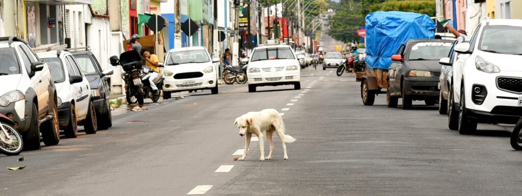 Ministério Público monitora falhas em políticas de proteção animal no sudeste do Tocantins ministerio-publico-monitora-falhas-em-politicas-de-protecao-animal-no-sudeste-do-tocantins