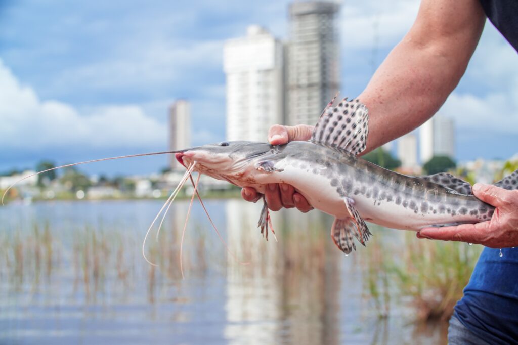 Prefeitura promove dia de pesca no Lago Azul prefeitura-promove-dia-de-pesca-no-lago-azul