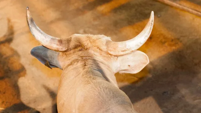 Peão morre após ser pisoteado por touro em rodeio no interior de São Paulo peao-morre-apos-ser-pisoteado-por-touro-em-rodeio-no-interior-de-sao-paulo