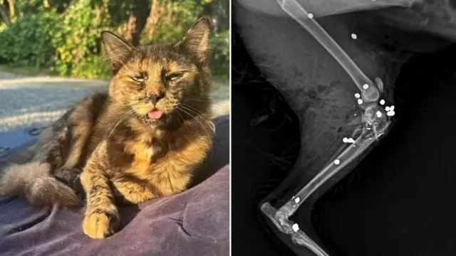 Gata é morta com 27 tiros de espingarda em SC; Polícia investiga gata-e-morta-com-27-tiros-de-espingarda-em-sc;-policia-investiga