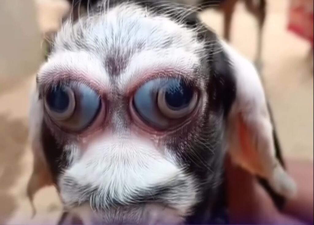 IMPRESSIONANTE: Um filhote de cabra chama atenção, e vídeo viraliza nas redes sociais. impressionante:-um-filhote-de-cabra-chama-atencao,-e-video-viraliza-nas-redes-sociais.