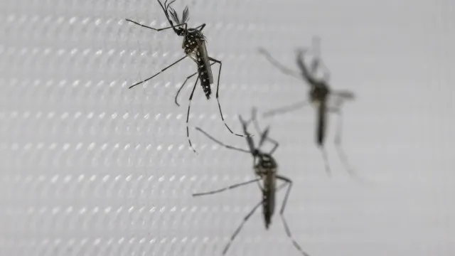 SUS suspende uso de vacina da dengue do Butantan após reações adversas sus-suspende-uso-de-vacina-da-dengue-do-butantan-apos-reacoes-adversas