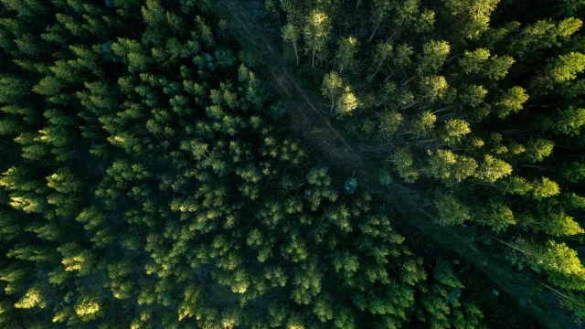 Como é o projeto, aprovado no Congresso, que reduz em 37% proteção de floresta na Amazônia como-e-o-projeto,-aprovado-no-congresso,-que-reduz-em-37%-protecao-de-floresta-na-amazonia