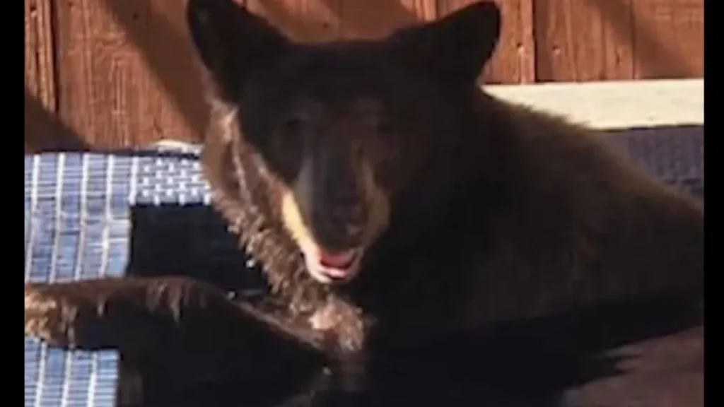 Urso-negro invade hidromassagem de casa e é filmado nos EUA urso-negro-invade-hidromassagem-de-casa-e-e-filmado-nos-eua