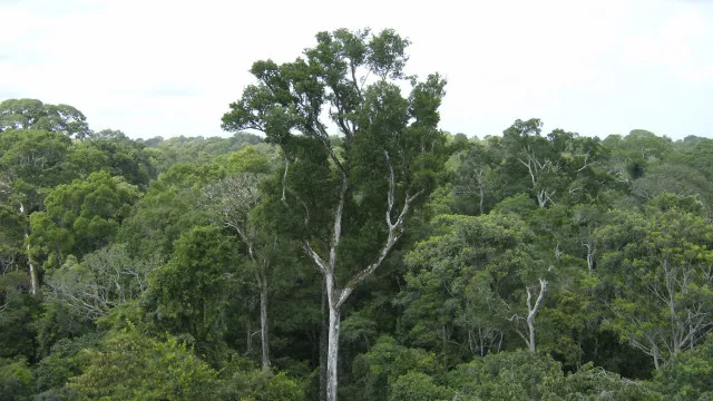 Desmatamento tem novo recorde mínimo em 2025 na mata atlântica e no pampa desmatamento-tem-novo-recorde-minimo-em-2025-na-mata-atlantica-e-no-pampa