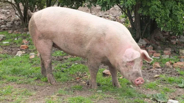 Morre porco clonado em projeto da USP para transplante de órgãos em humanos morre-porco-clonado-em-projeto-da-usp-para-transplante-de-orgaos-em-humanos