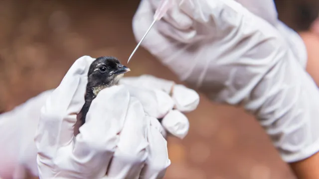 SP confirma segundo caso de gripe aviária do ano em ave encontrada no Ibirapuera sp-confirma-segundo-caso-de-gripe-aviaria-do-ano-em-ave-encontrada-no-ibirapuera