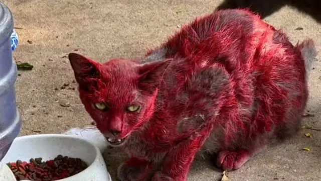 Mistério de ‘gata vermelha’ dispara alerta em cidade: ‘Não a ajudem’ misterio-de-‘gata-vermelha’-dispara-alerta-em-cidade:-‘nao-a-ajudem’