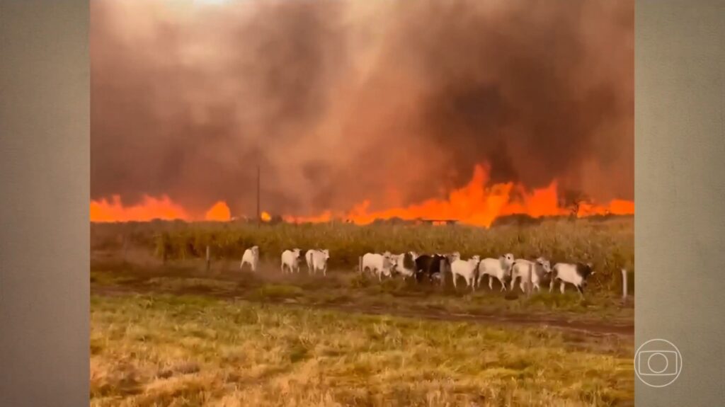 : gado foge de incêndio que atinge fazendas; fogo avança por áreas rurais de três estados :-gado-foge-de-incendio-que-atinge-fazendas;-fogo-avanca-por-areas-rurais-de-tres-estados