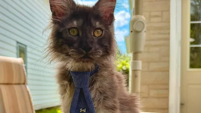 Gato Maine Coon com 29 dedos entra no Guinness e quebra recorde mundial gato-maine-coon-com-29-dedos-entra-no-guinness-e-quebra-recorde-mundial