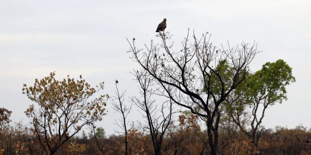 Dia do Cerrado: em um ano desmatamento do bioma cai 19%, diz Inpe dia-do-cerrado:-em-um-ano-desmatamento-do-bioma-cai-19%,-diz-inpe